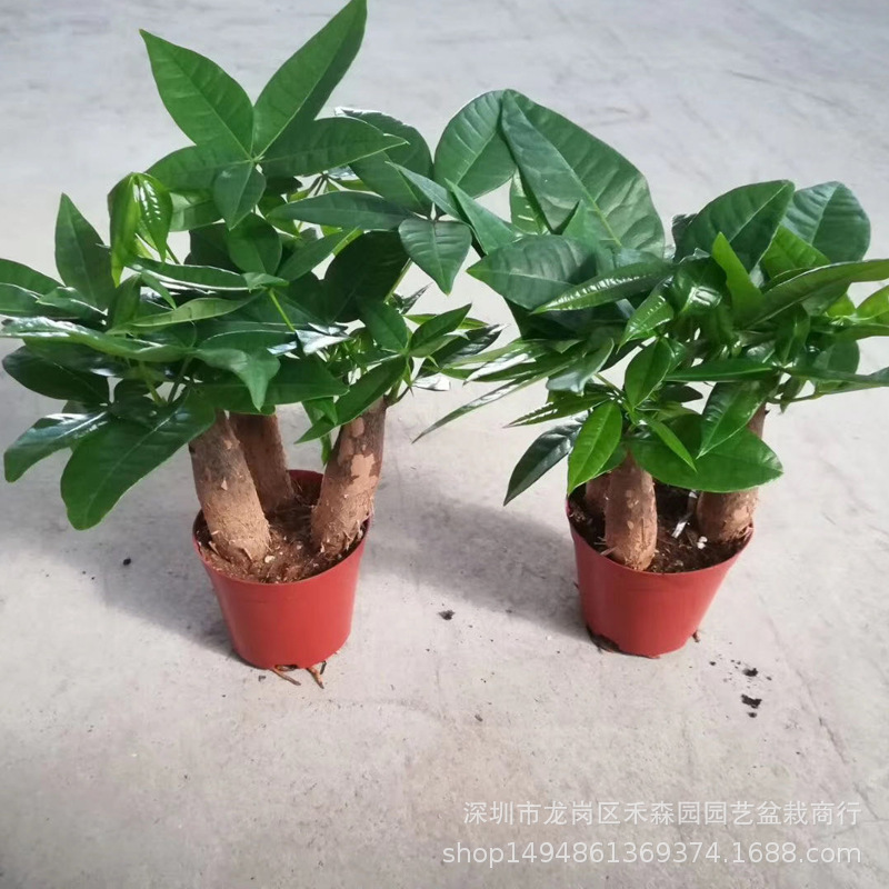 Base wholesale directly supply boutique small potted green planting…
