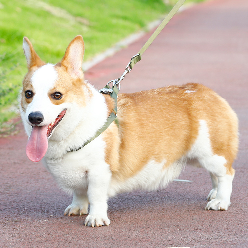 Perro engrosada aleación hebilla pecho y espalda cuerda de tracción al por mayor Golden Retriever frontera cría de animales perro grande correa de tracción perro cuerda perro Cadena de perro
