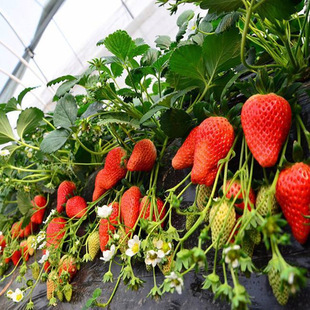 ��ݮ�絤�|ţ�̲�ݮ�����l�������ݮ����؃r������ݮ����