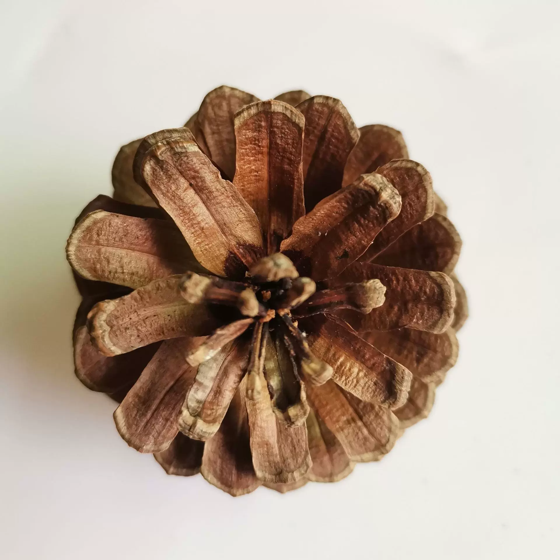 1kg天然松果圣诞节花环装饰品插花装饰摆件拍摄道具批发