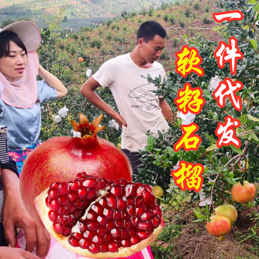 SF in stock Sichuan Huili soft seed pomegranate Tunisia soft seed pomegranate orchard fresh picked fresh ship fresh pomegranate
