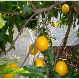 黄晶果苗 苗圃基地供应 高端水果 黄金果苗 盆栽 地栽 南方种植