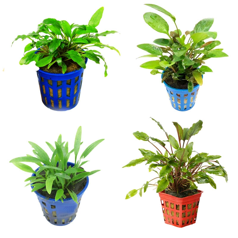 Венди перец Трава маленький зеленый рябить край перец Трава отрицательный вода трава ленивый вода трава живая реальная вода трава фотосинтетическая вода трава