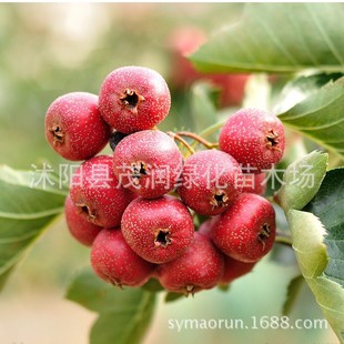 ������ɽ高���ɽ���ͥԺ���Ե��Թ����� 2��޽���3����