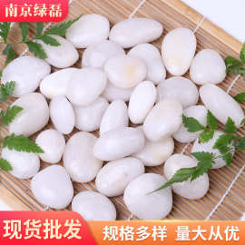 白色抛光雨花石亮光鹅卵石鱼缸造景盆栽铺面园林庭院铺路装饰石头