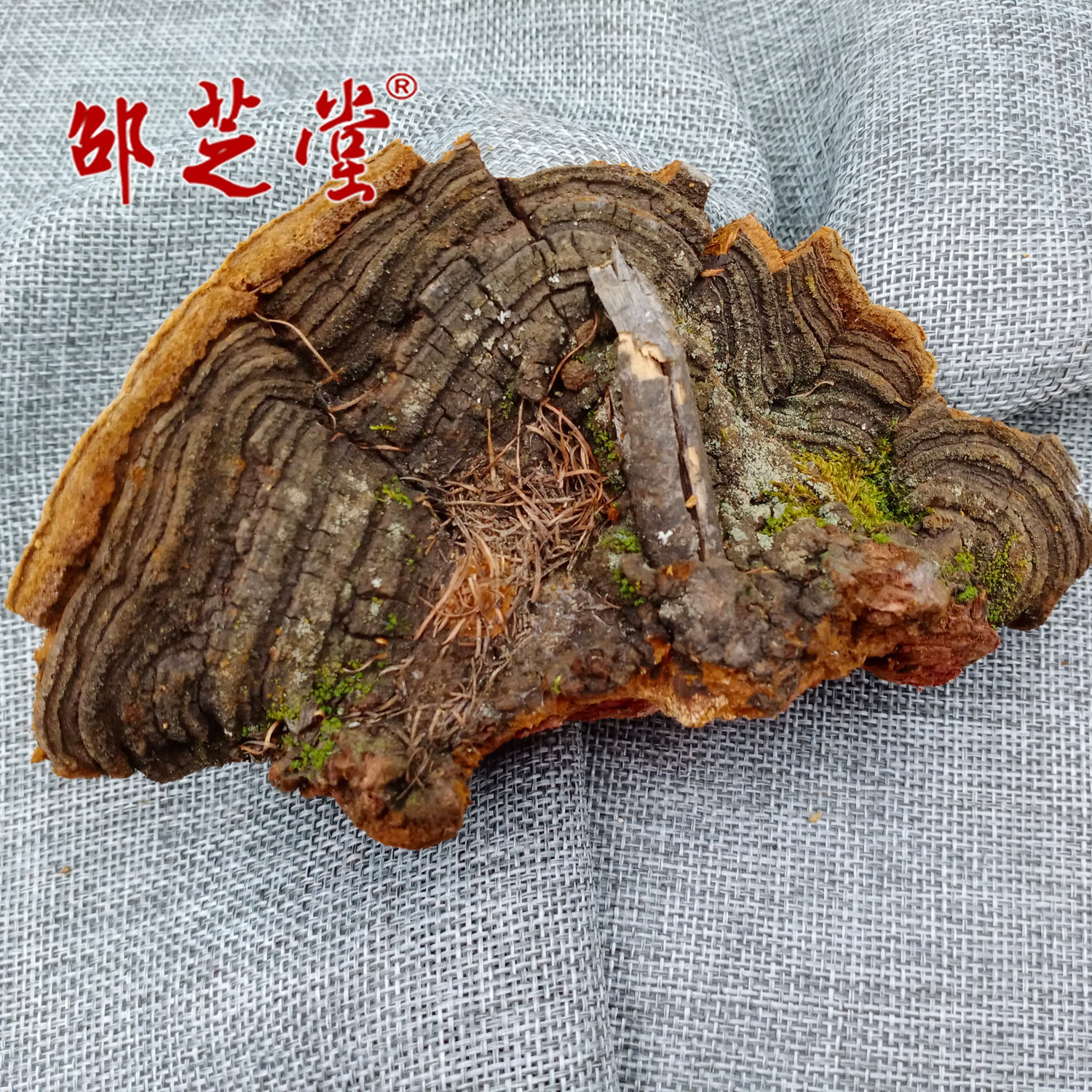 长白山松木 松针层孔菌 松树桑黄灵芝松白腐菌树舌平盖批发非种植