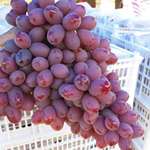 红提应季水果现采现发葡萄新鲜水果整箱批发红提