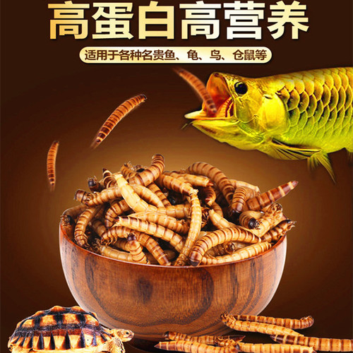Ornamental fish nutritional insects, scorpion feed, barley worms, mealworms, centipedes, crickets, cockroaches, fish, birds and turtles pet feed