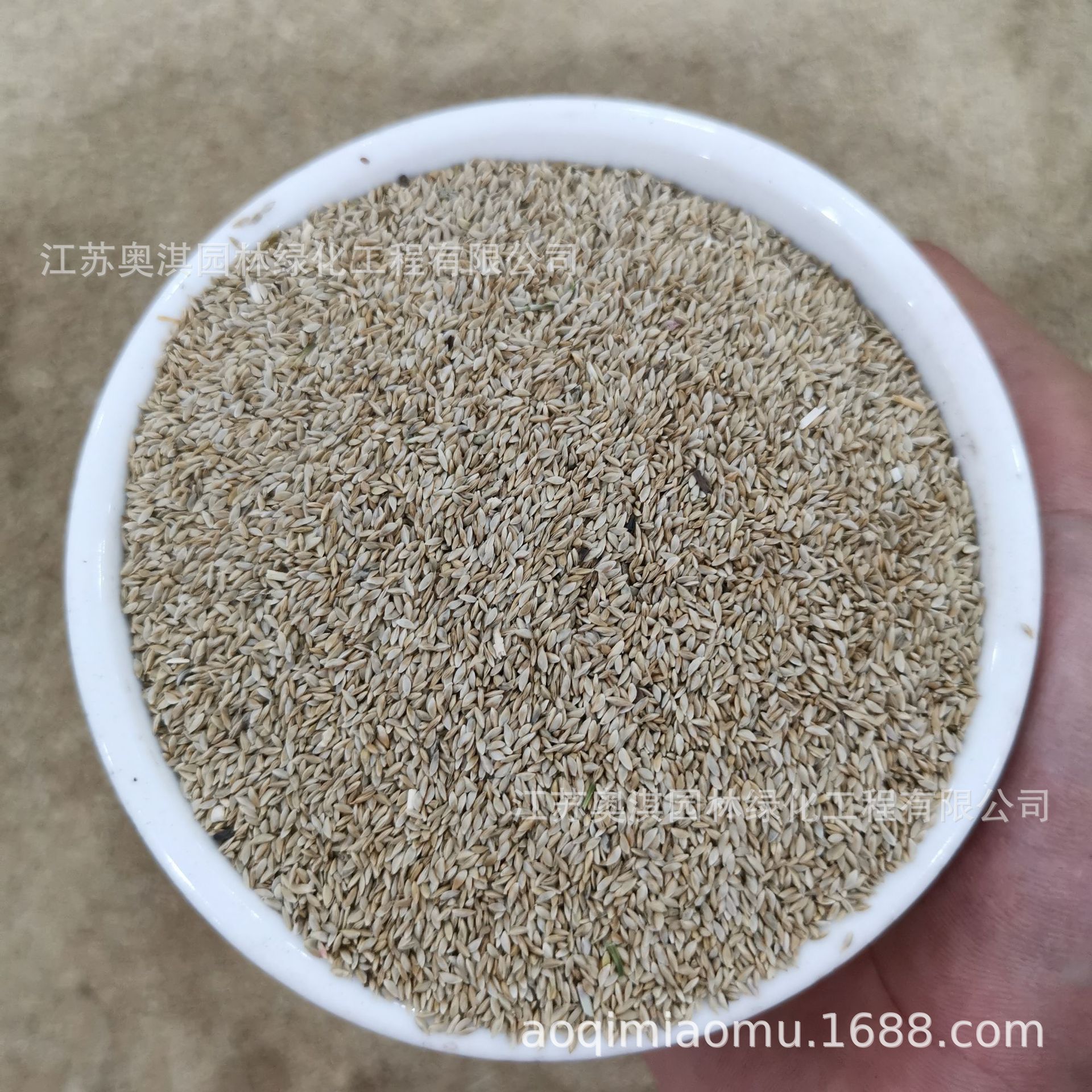 狗牙根种子庭院别墅绿化草籽矮生护坡草坪种耐热耐旱免修剪易发芽|ru