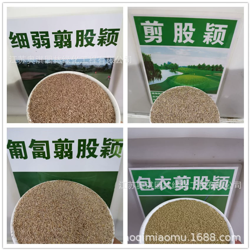 Четыре сезона Семена зеленой лужайки Слабая стрижка Семена клумба Ползучая стрижка A- 4 Холодное сопротивление Термостойкость Сопротивление Трамплинг