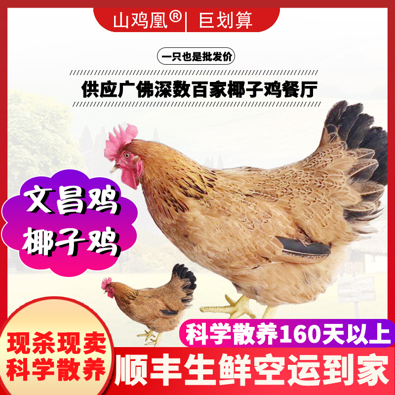 文昌鸡批发海南文昌鸡椰子鸡批发源头直供餐厅主播电商供应链