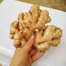 包邮生姜新鲜大黄姜老姜小黄姜生姜月子姜生姜带箱9-10斤发出