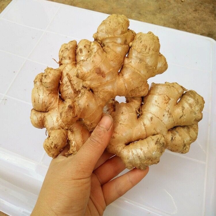 包邮生姜新鲜大黄姜老姜小黄姜生姜月子姜生姜带箱9-10斤发出