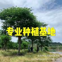 供应凤凰木价格 移栽红花楹批发 工程绿化凤凰木 红花楹基地