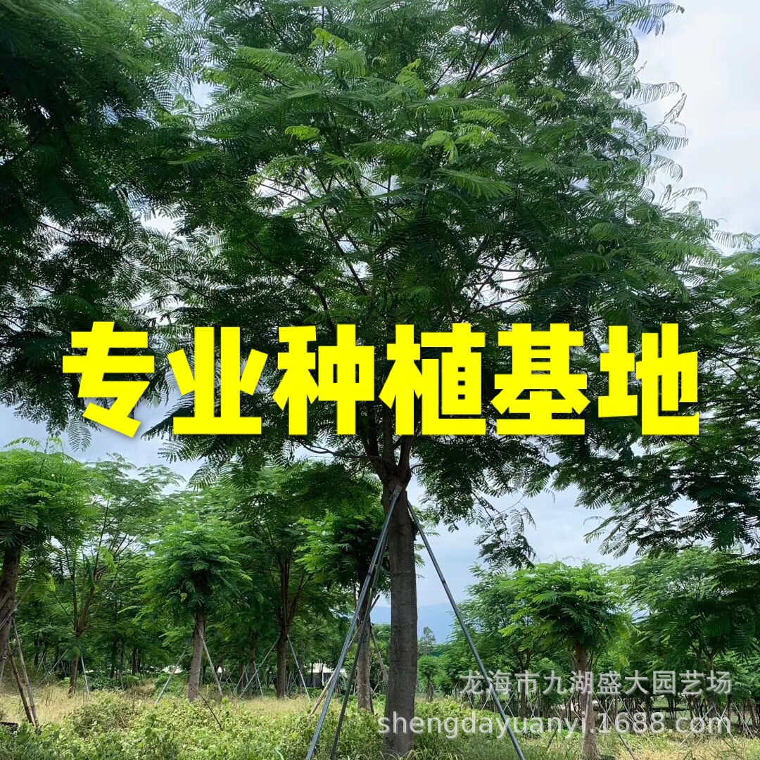 工程绿化凤凰木 精品红花楹 供应凤凰木价格 移栽红花楹哪里有