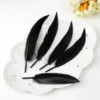 Black scimitar is approximately 9-15CM50