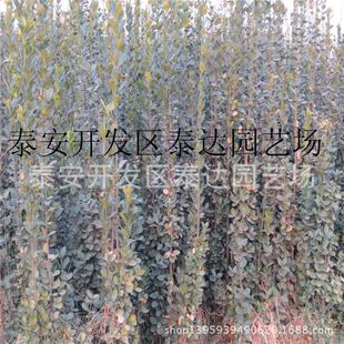 ���l2�ױ������S���� ���جF�ڬF�u�e��Ժ���ԷN�������S��h