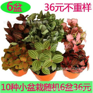 �W�y������С�Gֲ�҃��׻��ˮ���^�~����΢���^����ֲ���^�~ֲ��