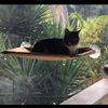 Amazon Explosion SUNY Seat Pet Cat Cat Suffering Tips Pet Cat Cat Cat Cat Cat Cat