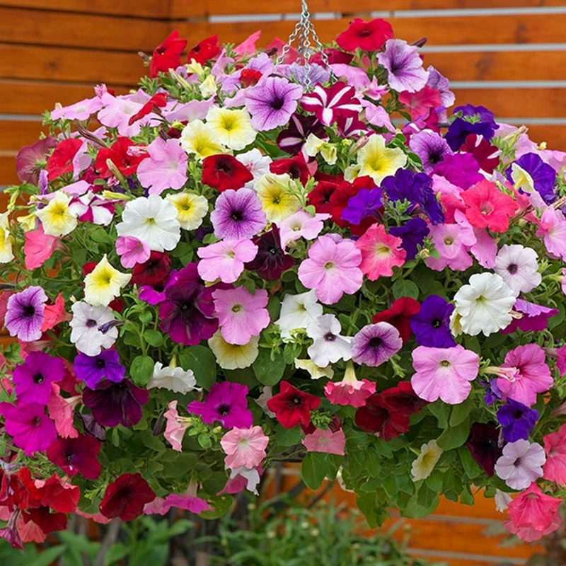 Семена цветов петунии балкон Висячие семена Утренней славы Four Seasons легкие цветы в горшке двор цветочные семена
