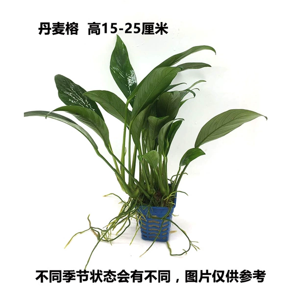 Banyan