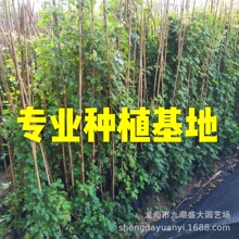 ���̾G����ɽ�� �ٱ�ֲ����ɽ�����l  ������ɽ���r����ɽ������