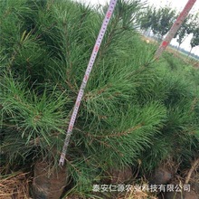 白皮松树苗基地现挖现卖 白皮松种植经验 白皮松树苗易管理