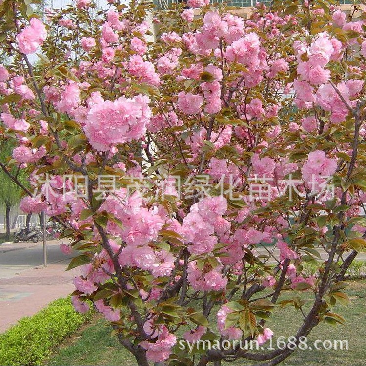 园林绿化庭院盆栽观花花卉植物树苗晚樱嫁接苗