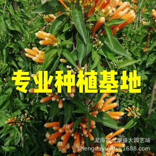 ���ڻ��r���������̻����� ���̻���r ���̻����l���̻��������l