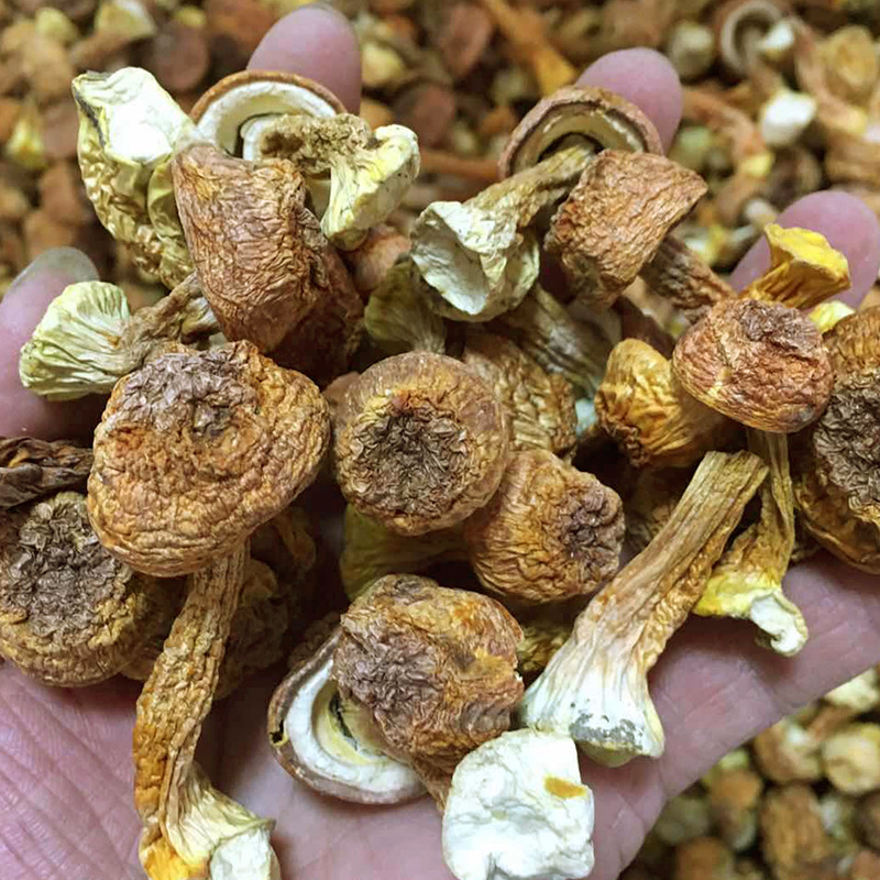 云南野生菌精挑姬松茸巴西菇松茸菇菌菇食用菌散装干货特级精选