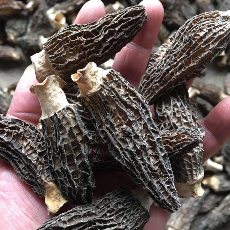 羊肚菌云南菌汤包菌菇干货剪脚带柄羊肚菌散装批发冻干肉厚剪脚