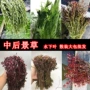 松尾活体紫红鱼缸水草