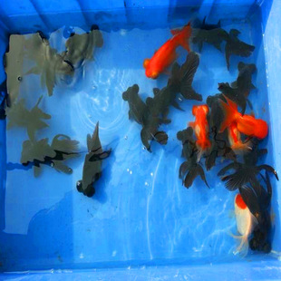 2024����~ˮ���Aӆ��,�����Ʒ���~����N �O��ֱ���\ݔ������p