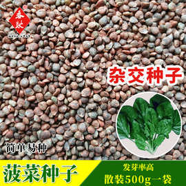 批发杂交大叶菠菜种子 500g包衣菠菜种子 春秋易种植大小叶菠菜籽