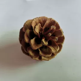 工艺原料;植物工艺品;鲜花花艺制品