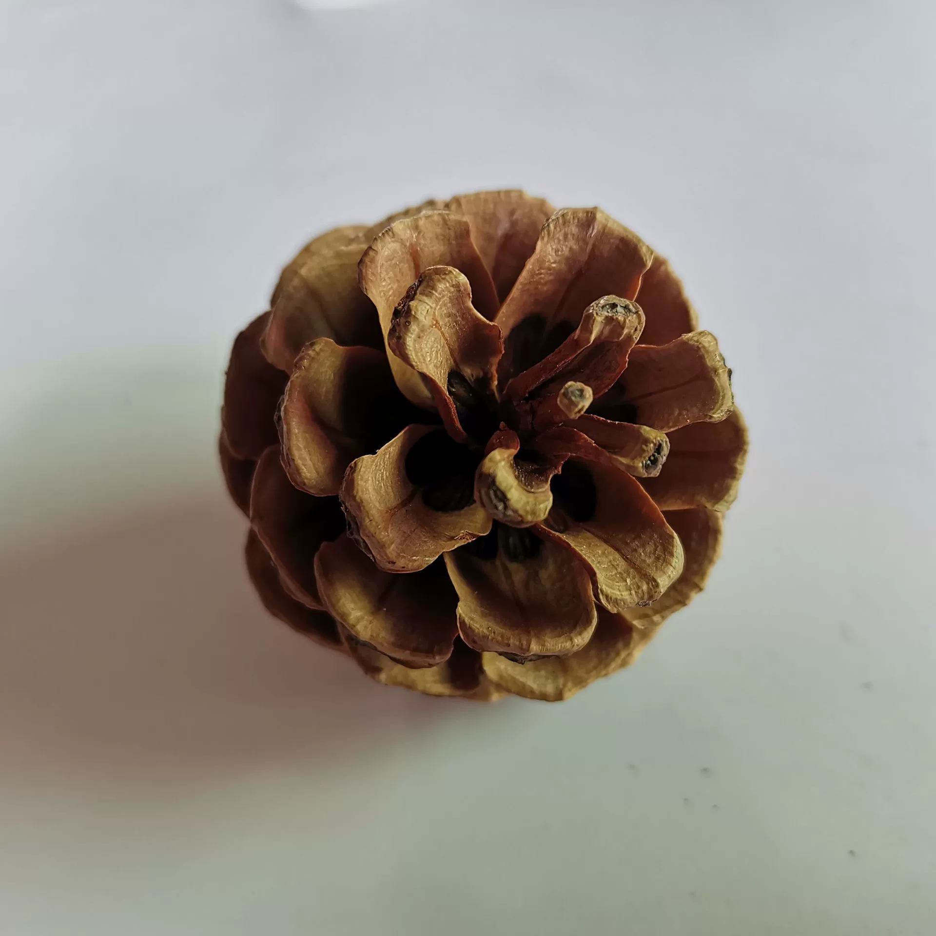 1 кг сосновые шишки Сосновые Шишки сосновые шишки Рождественские поделки украшения дома съемка реквизит оптом