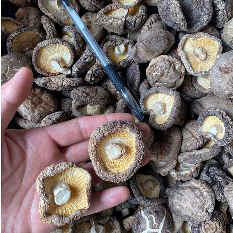 新货西峡香菇干货500g饭店餐饮散装批发无根冬菇黄焖鸡香信香菇干