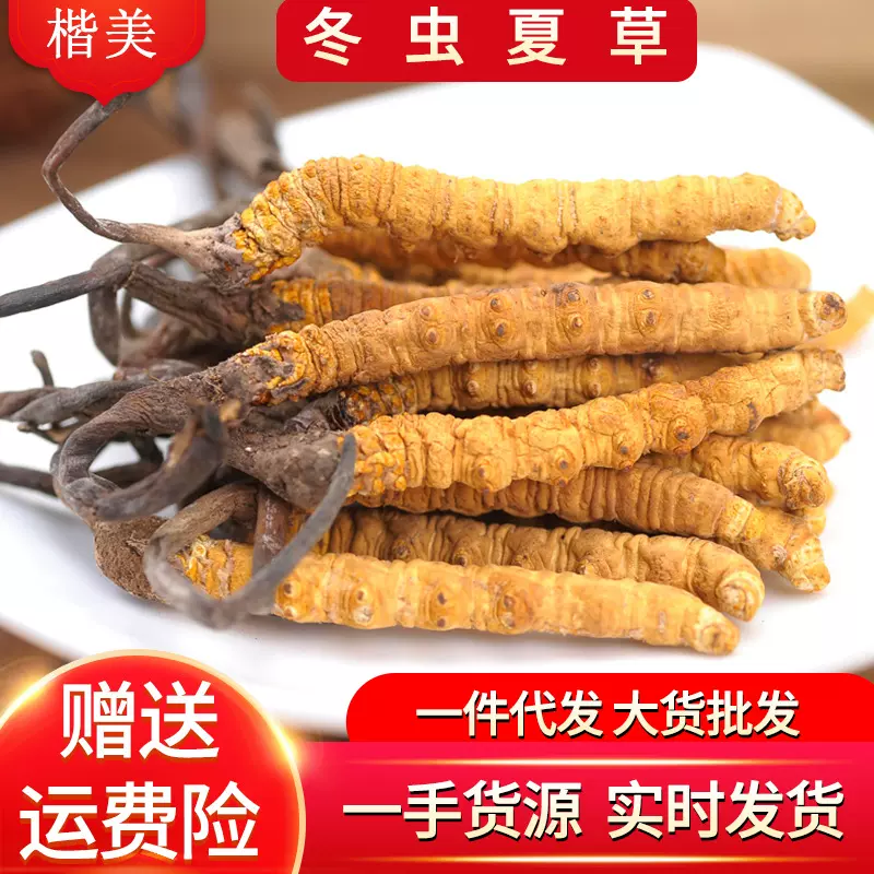 冬虫夏草西藏那曲高海拔新鲜虫草产地直供大货批发青海全规格天然