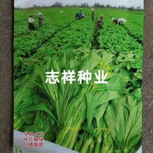 菜苔种子籽 美琳甜脆白菜苔F1 极早熟又甜又脆  10克