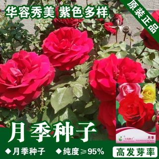 月季种子蔷薇花种子花种子花籽花卉种子阳台盆栽蔬菜种子批发菜种