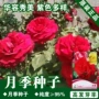 盆栽花卉月季菜种
