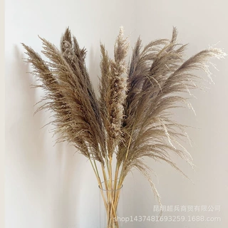 【麻灰色芦竹】北欧风外贸货芦竹铁杆芦苇 摄影场景婚礼芦苇外贸
