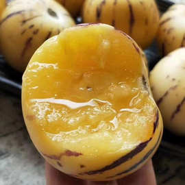 【活动】云南石林人参果 5斤树上熟长寿果时令水果新鲜黄心大果