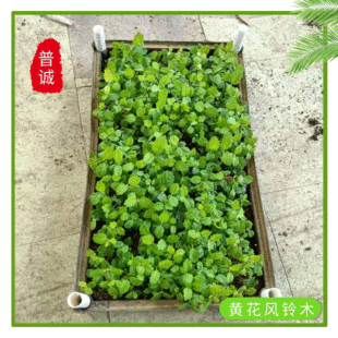 �S�����l�S���L�ľ�� ͥԺ�������~�^����ľ���ض໨�G��������