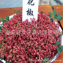重慶0.8公分花椒樹 1年大紅袍花椒苗多少錢一棵 現挖現賣花椒苗