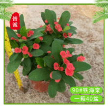 虎刺梅铁海棠（110#）小盆栽 四季开花阳台庭院花卉 室内客厅绿植