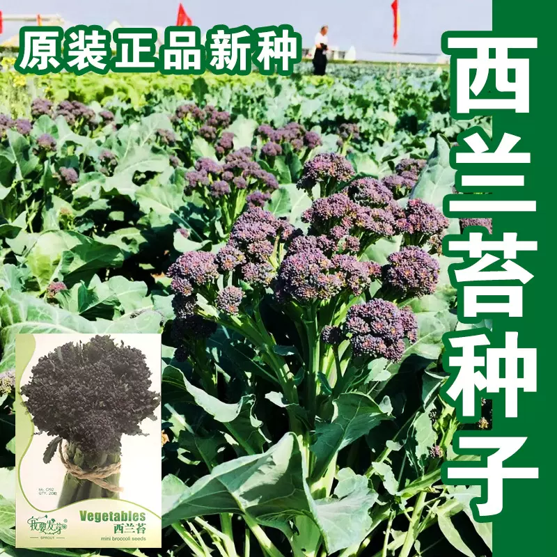 紫花芥蓝种子蔬菜种孑西兰花种籽紫西兰苔四季春季秋冬季蔬菜批发
