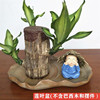 Brazilian Wooden Four Seasons Lucky Mu Gulurt Green Plant Potted Tree Tree Trees with Bud Indoor Hydroponic Plants