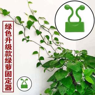 Green Vine Climbing Wall Fixed Artifact Gardening Auxiliary Tool Small Honey Circle Home Punch-Free Fixed Clip Wholesale