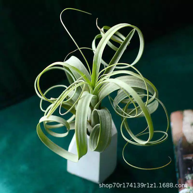 База прямого воздуха Tieran беспочвенные завод ивы Tillandsia.balbisiana оптом